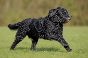 Dutch Smoushond — running