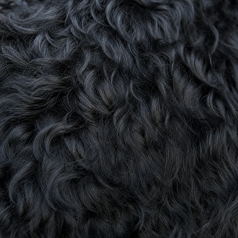 Dutch Smoushond — coat texture