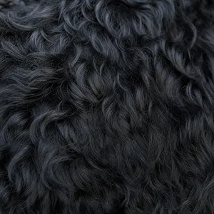 Dutch Smoushond — coat texture