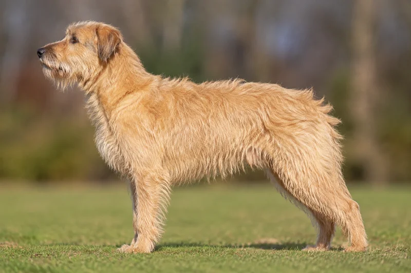Dutch Smoushond — Yellow coat