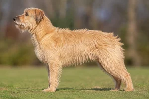 Dutch Smoushond — Yellow coat