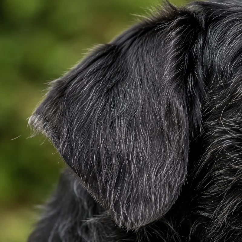 Dutch Smoushond — ears