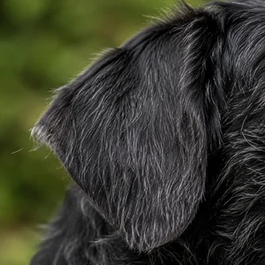 Dutch Smoushond — ears