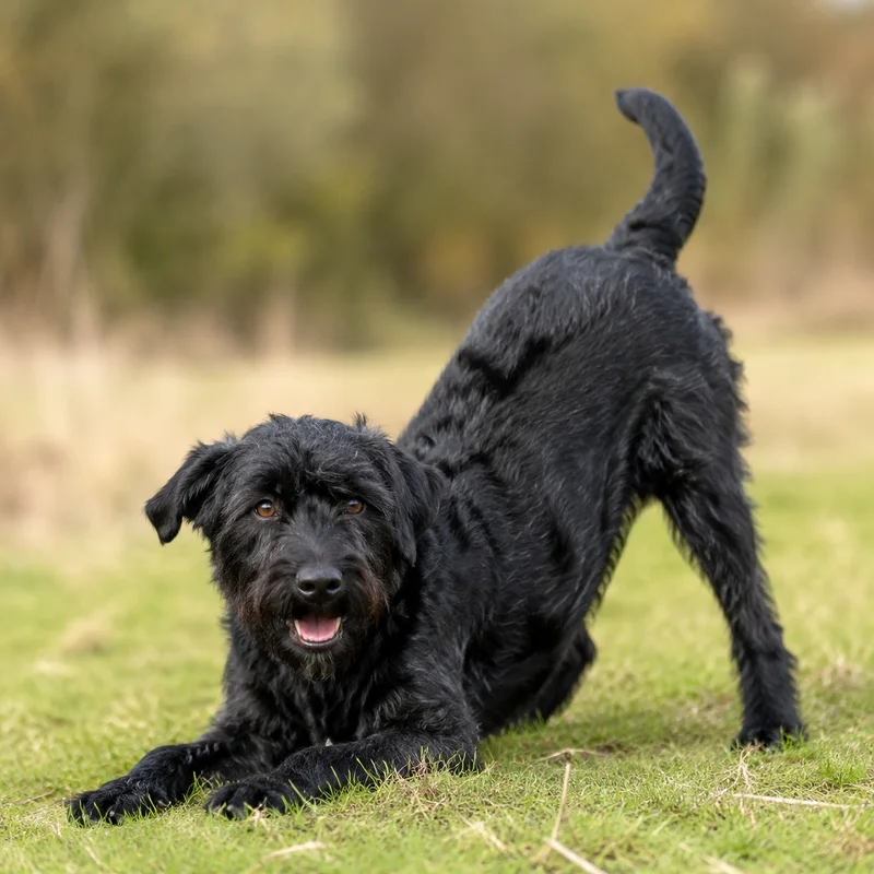 Dutch Smoushond — playful