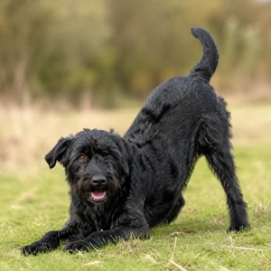 Dutch Smoushond — playful