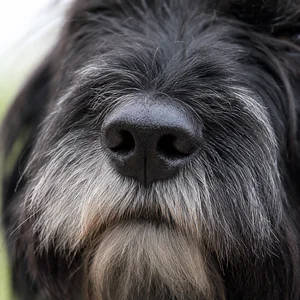 Dutch Smoushond — nose