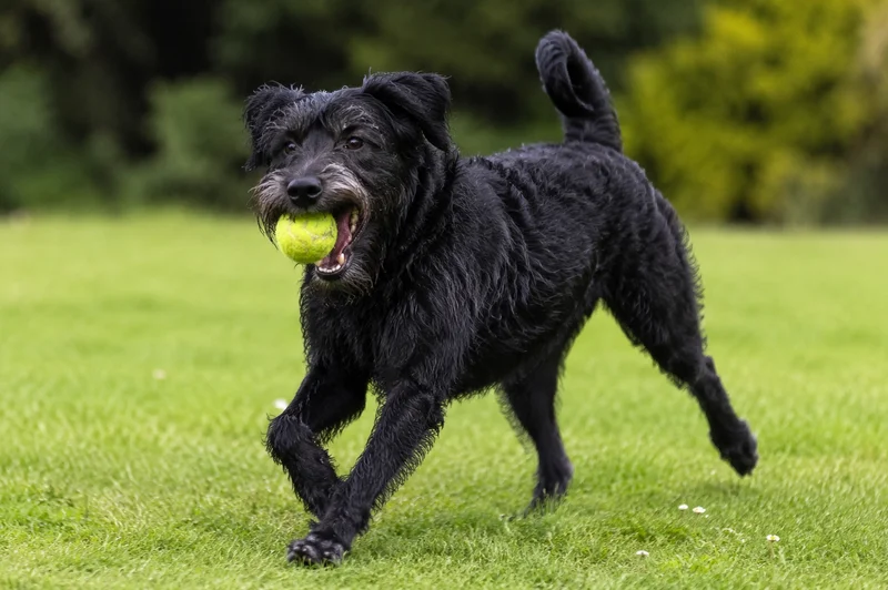 Dutch Smoushond — playing