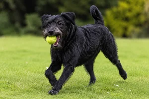 Dutch Smoushond — playing