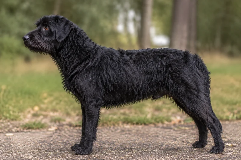 Dutch Smoushond — side