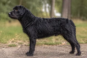 Dutch Smoushond dog