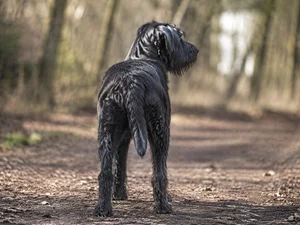 Dutch Smoushond — rear