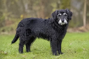 Dutch Smoushond — senior