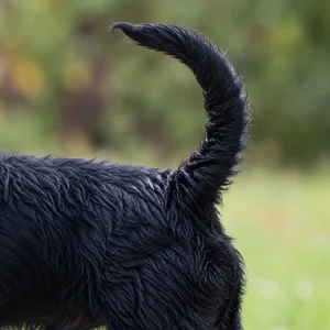 Dutch Smoushond — tail