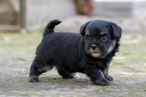 Dutch Smoushond — young puppy (~1 mo)