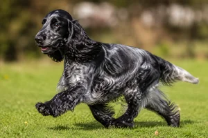 English Cocker Spaniel — running