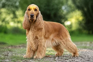 English Cocker Spaniel — adult