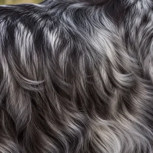 English Cocker Spaniel — coat texture