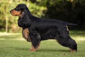 English Cocker Spaniel — black and tan coat