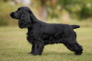 English Cocker Spaniel — black coat