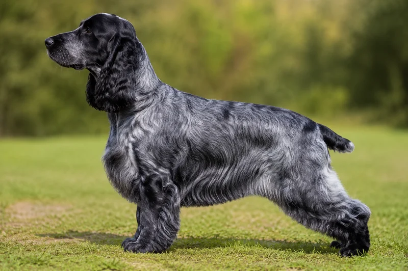 English Cocker Spaniel — blue roan coat