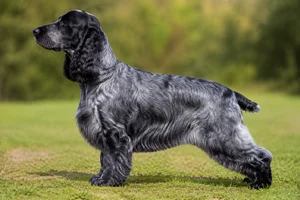 English Cocker Spaniel — blue roan coat