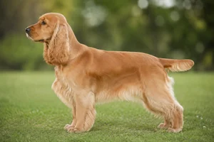 English Cocker Spaniel — golden coat