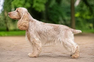 English Cocker Spaniel — lemon roan coat