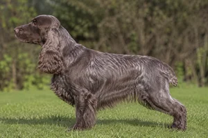 English Cocker Spaniel — liver roan coat