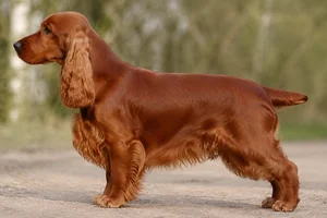 English Cocker Spaniel — red coat