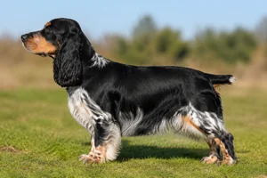 English Cocker Spaniel — tricolor coat