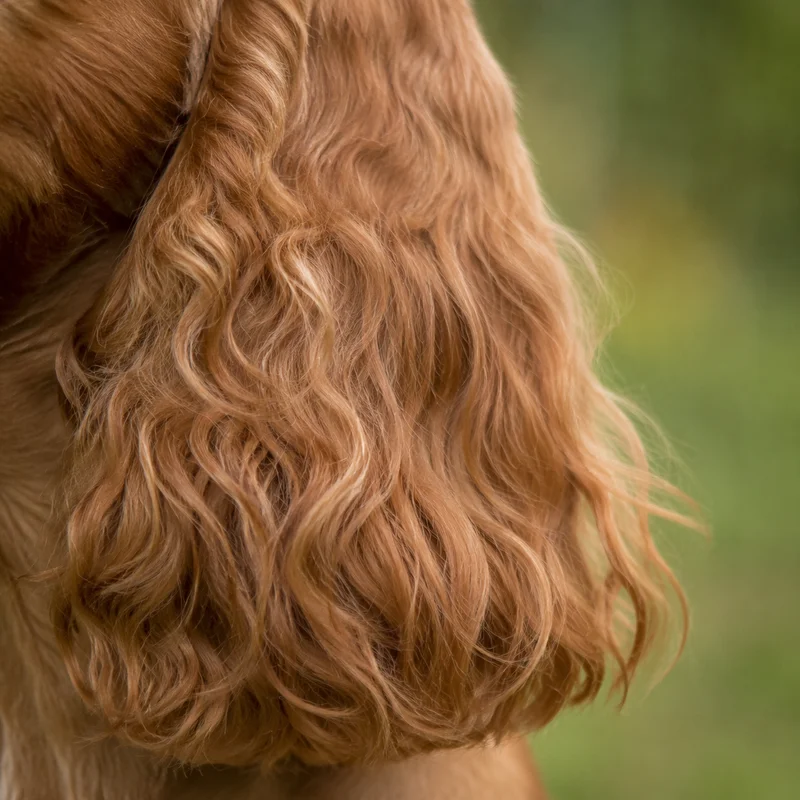 English Cocker Spaniel — ears