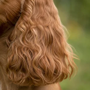English Cocker Spaniel — ears