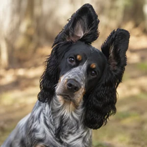 English Cocker Spaniel — alert