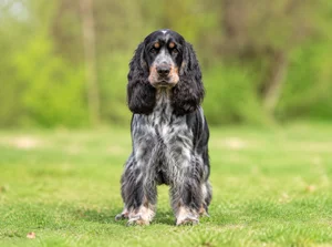 English Cocker Spaniel — front