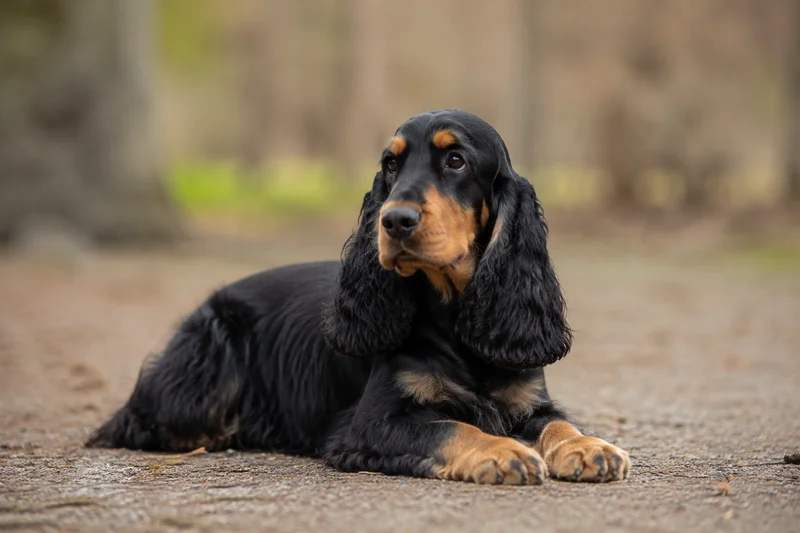 English Cocker Spaniel — lying down