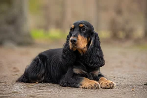 English Cocker Spaniel — lying down