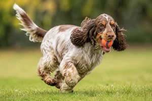 English Cocker Spaniel — playing