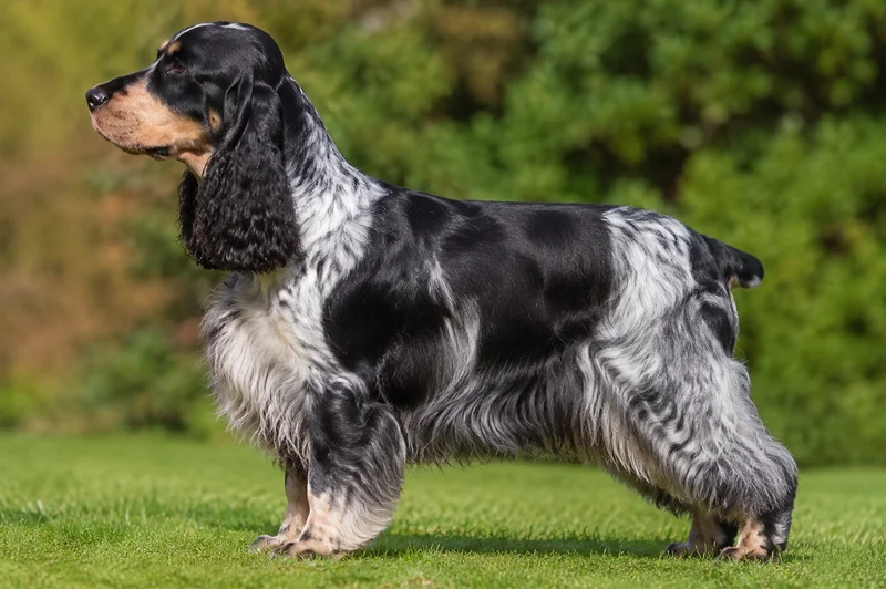 English Cocker Spaniel — side