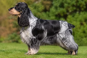 English Cocker Spaniel dog