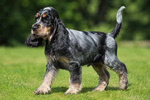English Cocker Spaniel — puppy (~4 mo)