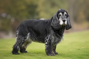 English Cocker Spaniel — senior
