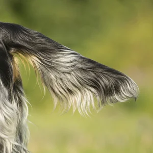 English Cocker Spaniel — tail