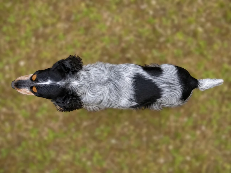 English Cocker Spaniel — top