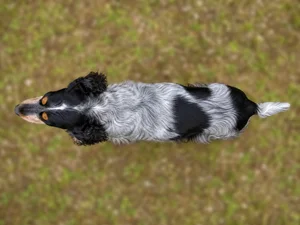 English Cocker Spaniel — top
