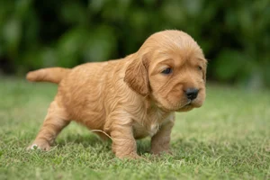 English Cocker Spaniel — young puppy (~1 mo)