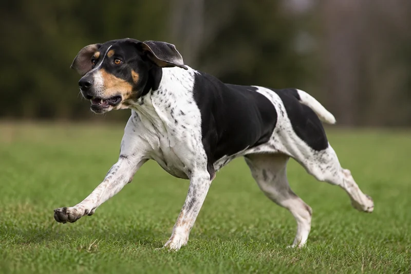 English Foxhound — running