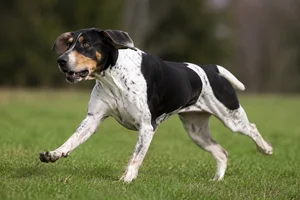 English Foxhound — running