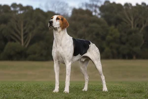 English Foxhound — adult