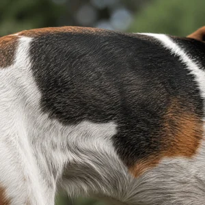 English Foxhound — coat texture