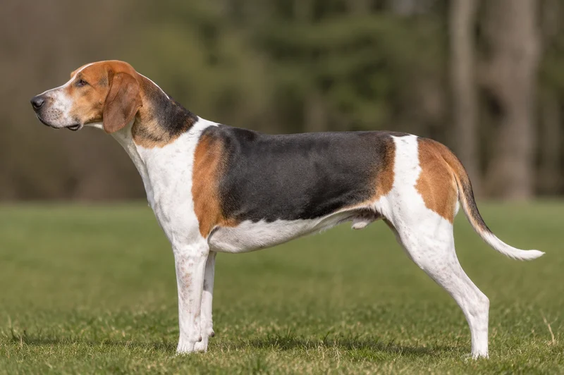 English Foxhound — and tan) coat